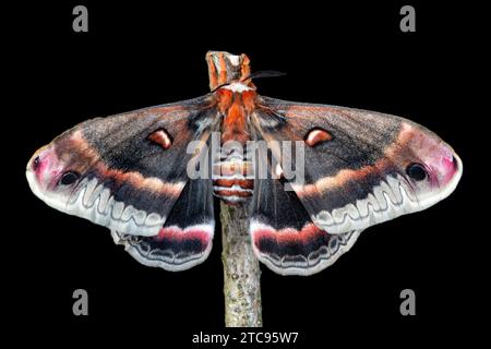 Dessus d'une femelle hyalophora cecropia / papillon de soie géant sur une branche avec des ailes étalées, sur un fond noir. Banque D'Images