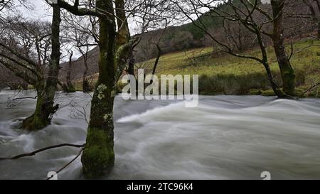 Afon Dulas (rivière Dulas) dans la frange, Corris Gwynedd Banque D'Images