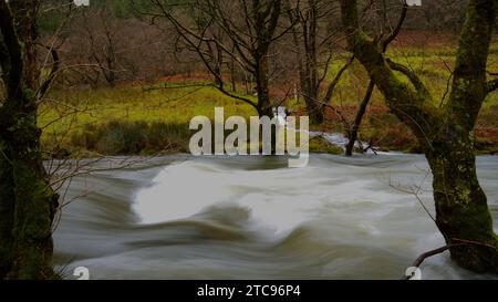 Afon Dulas (rivière Dulas) dans la frange, Corris Gwynedd Banque D'Images