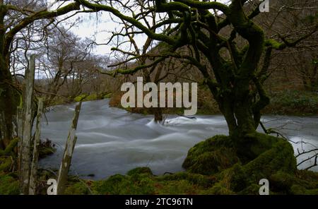 Afon Dulas (rivière Dulas) dans la frange, Corris Gwynedd Banque D'Images