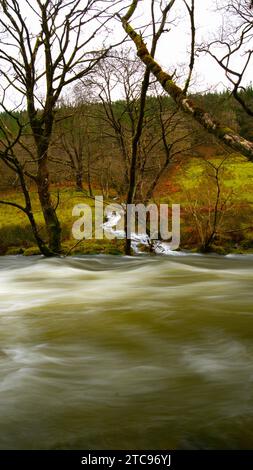 Afon Dulas (rivière Dulas) dans la frange, Corris Gwynedd Banque D'Images