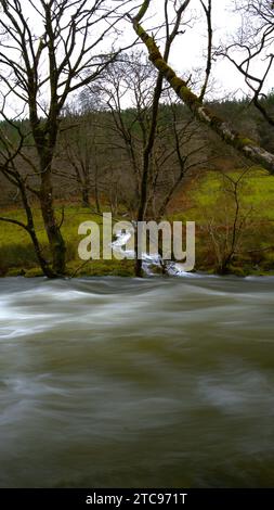 Afon Dulas (rivière Dulas) dans la frange, Corris Gwynedd Banque D'Images