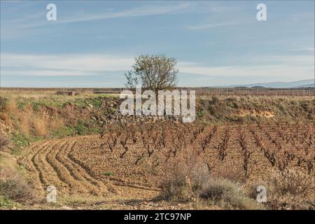 Plongez dans le sol de la région de la Rioja plantée de vignes de brousse Banque D'Images