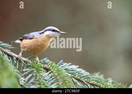Nuthatch (Sitta Europaea) posant sur la branche d'un épinette - Yorkshire, Royaume-Uni en hiver Banque D'Images