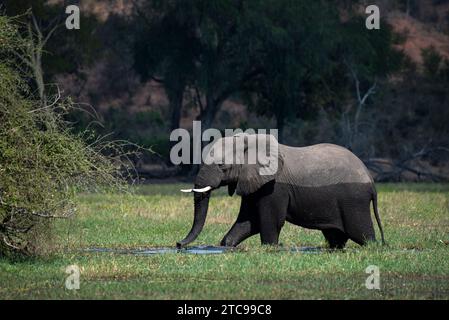 Un taureau éléphant marchant dans une grande casserole d'eau dans le parc national de Gonarezhou Banque D'Images