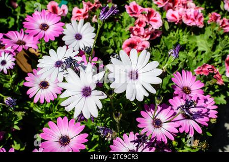 Fleur blanche et pourpre de la plante Osteospermum, communément connu sous le nom de pâquerettes ou de pâquerettes africaines dans un jardin de source ensoleillé, frais naturel extérieur an Banque D'Images