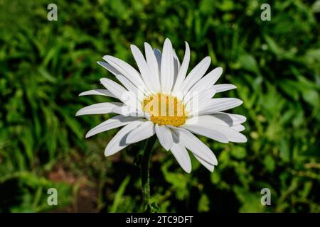 Gros plan d'une grande fleur blanche de Leucanthemum vulgare connue sous le nom de boeuf - Marguerite des yeux, Marguerite des yeux d'or ou Marguerite de chien dans un jardin d'été ensoleillé, frais naturel outd Banque D'Images