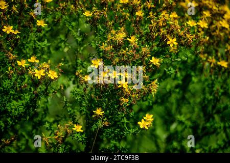 Beaucoup de fleurs jaunes délicates de la plante Hypericum perforatum, communément appelé millepertuis ou millepertuis commun, dans un jardin dans un jour ensoleillé de printemps Banque D'Images