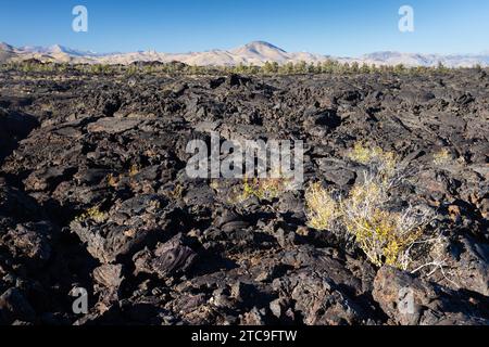 Petites plantes et végétation poussant hors du champ de lave le long du sentier des grottes. Craters of the Moon National Monument, Idaho Banque D'Images