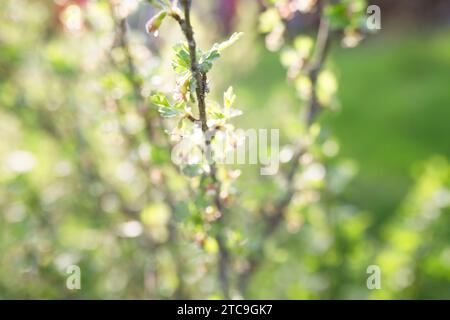 Forestiera acuminata, communément connu sous le nom de privé de marais oriental Un arbuste au printemps pendant la période de floraison. Fond de printemps avec des feuilles vertes. Blurr Banque D'Images