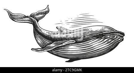 Baleine à bosse, style de gravure d'esquisse. Illustration dessinée à la main. Animal sous-marin isolé Banque D'Images