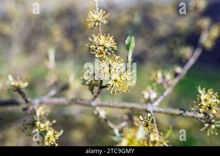 Forestiera acuminata, communément connu sous le nom de privé de marais oriental Un arbuste au printemps pendant la période de floraison Banque D'Images