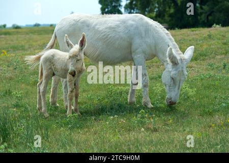 Mare avec poulain de l'âne baroque blanc austro-hongrois (Equus Asinus Asinus), Paysage culturel de Fertő, Hongrie Banque D'Images