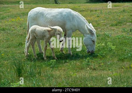 Mare avec poulain de l'âne baroque blanc austro-hongrois (Equus Asinus Asinus), Paysage culturel de Fertő, Hongrie Banque D'Images