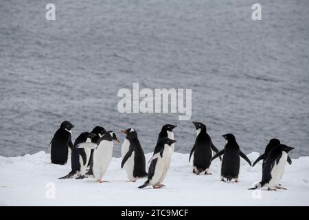 Antarctique, Brown Bluff. Manchots Adélie (Pygoscelis adeliae) et Gentoo (Pygoscelis papua) sur la neige. Banque D'Images