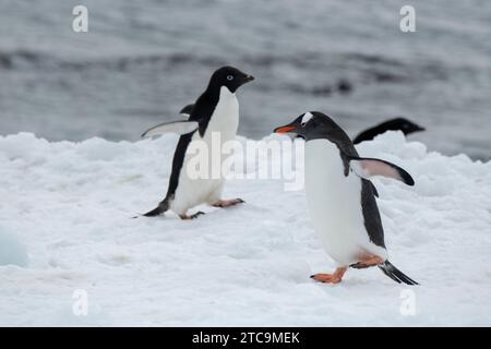 Antarctique, Brown Bluff. Manchots Alelie (Pygoscelis adeliae) et Gentoo (Pygoscelis papua) sur la neige. Banque D'Images