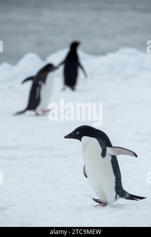 Antarctique, Brown Bluff. Alelie (Pygoscelis adeliae) avec des manchots Gentoo (Pygoscelis papua) au loin sur la neige. Banque D'Images