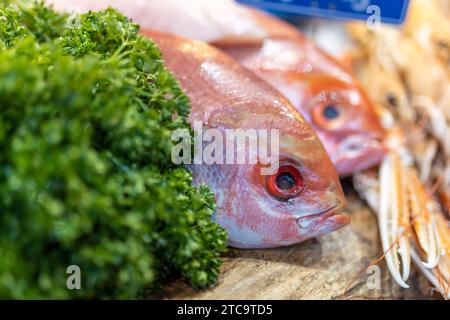 poisson vivaneau empereur rouge avec persil et glace sur un comptoir à vendre Banque D'Images