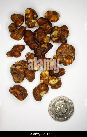 Truffes magiques [sclérotes de champignons Psilocybine] - CHAMPIGNONS MAGIQUES Banque D'Images