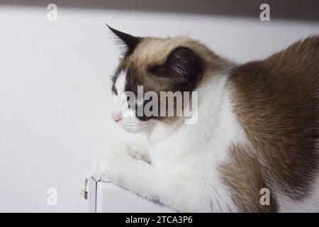 Mignon chat siamois en colère allongé sur le radiateur. Gros plan portrait de chat d'intérieur. Banque D'Images