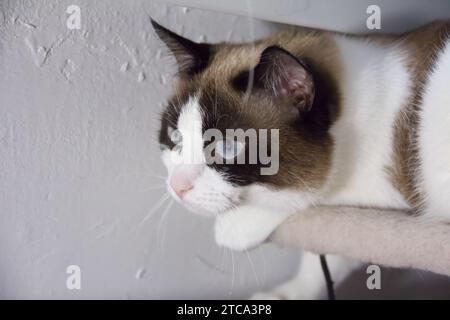 Mignon chat siamois. Gros plan portrait de chat d'intérieur. Banque D'Images