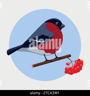 Bullfinch sur une branche rowan. Illustration vectorielle dans le style plat de dessin animé isolé sur fond blanc. Illustration de Vecteur