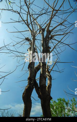 un arbre avec des branches qui ont flétri en raison de la saison sèche avec un ciel bleu en arrière-plan Banque D'Images