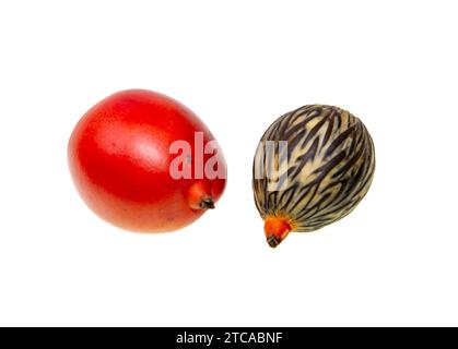 Gros fruit rouge et graine du palmier à queue de boeuf, Wodyetia bifurcata, endémique de la forêt tropicale du Queensland, Australie Banque D'Images