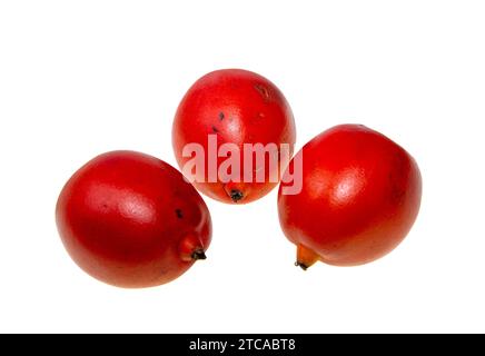 Gros fruit rouge du palmier à queue de boeuf, Wodyetia bifurcata, endémique de la forêt tropicale du Queensland, Australie Banque D'Images