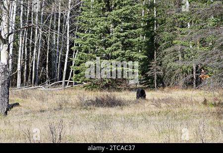 Ours noir sur la clairière - Canada Banque D'Images