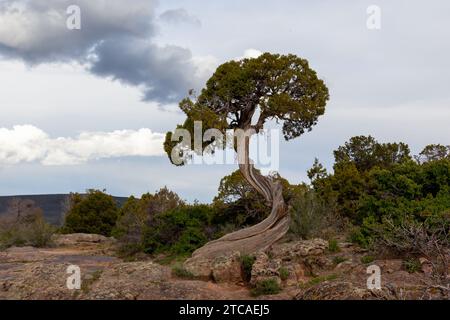 Tronc de genévrier tordu à Dragon point dans le Black Canyon du Gunnison National Park, près de Montrose, Colorado, États-Unis. Banque D'Images