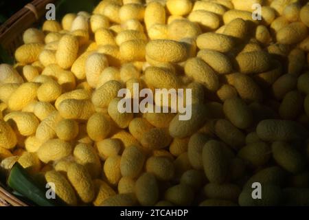 cocons de ver à soie jaune chrysalis dans un panier en bambou Banque D'Images