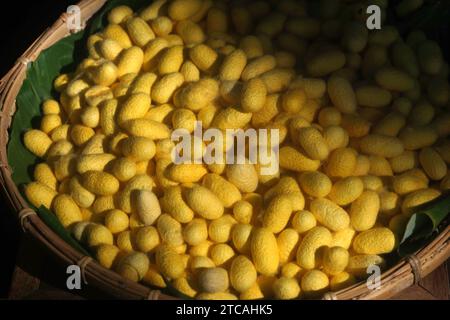 cocons de ver à soie jaune chrysalis dans un panier en bambou Banque D'Images