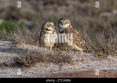 Paire de hiboux terriers (Athene cunicularia), également appelé le choque. Debout, regardant la caméra. Sur l'île d'Aruba. Banque D'Images
