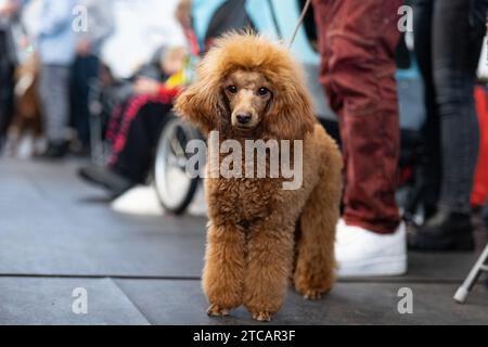 Portrait de chien caniche Banque D'Images