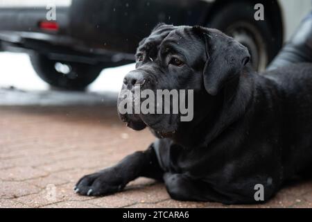 portrait de chien de cane corso Banque D'Images