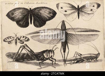 Venceslas Hollar - six insectes (État 1). Banque D'Images