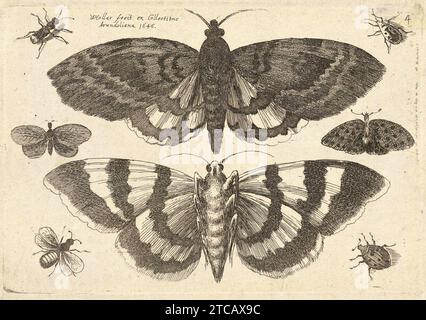 Venceslas Hollar - deux papillons de nuit et six insectes (État 3). Banque D'Images