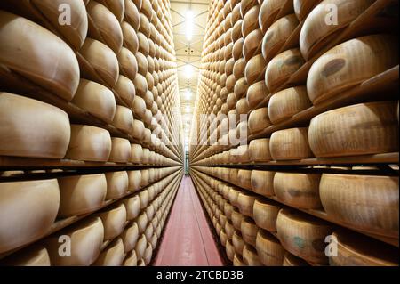 Modène, Italie. 13 octobre 2023. Les meules à fromage parmesan reposent côte à côte sur des planches de bois dans le magasin d'affinage de la fromagerie Madonne Caseificio dell'Emilia 4. Crédit : Sebastian Kahnert/dpa/Alamy Live News Banque D'Images