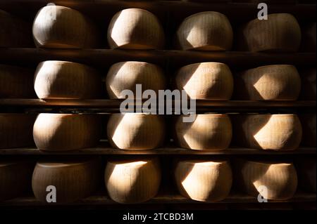 Modène, Italie. 13 octobre 2023. Les meules à fromage parmesan reposent côte à côte sur des planches de bois dans le magasin d'affinage de la fromagerie Madonne Caseificio dell'Emilia 4. Crédit : Sebastian Kahnert/dpa/Alamy Live News Banque D'Images