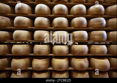 Modène, Italie. 13 octobre 2023. Les meules à fromage parmesan reposent côte à côte sur des planches de bois dans le magasin d'affinage de la fromagerie Madonne Caseificio dell'Emilia 4. Crédit : Sebastian Kahnert/dpa/Alamy Live News Banque D'Images