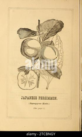 Catalogue en gros d'arbres fruitiers, arbres à feuilles persistantes et ornementaux arbustes, roses, plantes de serre, etc. Pour l'automne 1880 et le printemps 1881 (17069340015). Banque D'Images