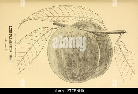 Catalogue en gros d'arbres fruitiers, arbres à feuilles persistantes et ornementaux arbustes, roses, plantes de serre, etc. Pour l'automne 1880 et le printemps 1881 (16881798130). Banque D'Images