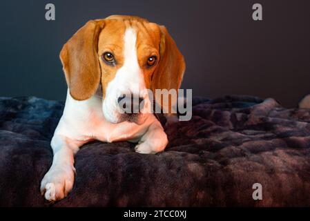 Chien Beagle couché sur table à un fond sombre. Copie de l'espace sur la droite Banque D'Images