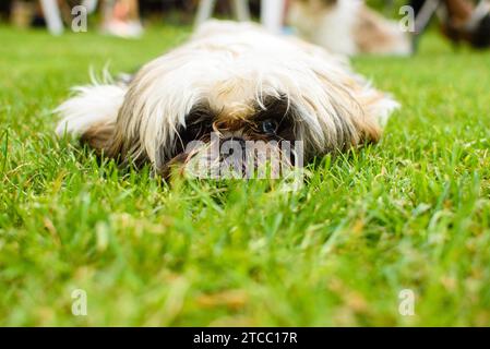 Shih Tzu chien allongé dans l'herbe. Animal de compagnie drôle en plein air Banque D'Images