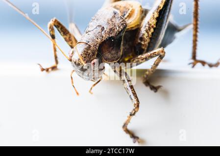 Grande sauterelle sauterelle marron sur fond blanc gros plan Banque D'Images