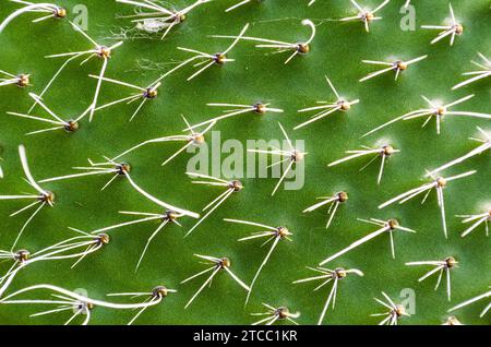 Texture de peau verte de cactus avec motif d'arrière-plan d'aiguilles en gros plan Banque D'Images