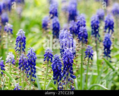 Fleurs bleues de souris hyacinthe (Muscari) plante en fleurs Banque D'Images