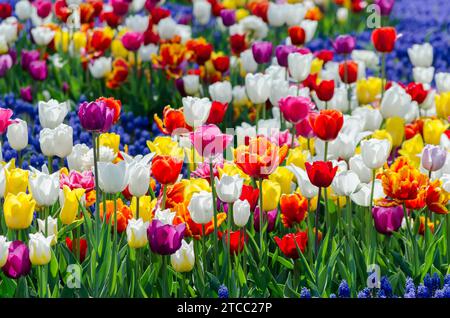 Grand lit de fleurs fleuries avec tulipes hybrides multicolores hétérogènes Banque D'Images