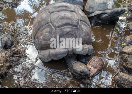 Les tortues de terre géantes (dipsochelys gigantea) sur l'île de Praslin Seychelles Banque D'Images